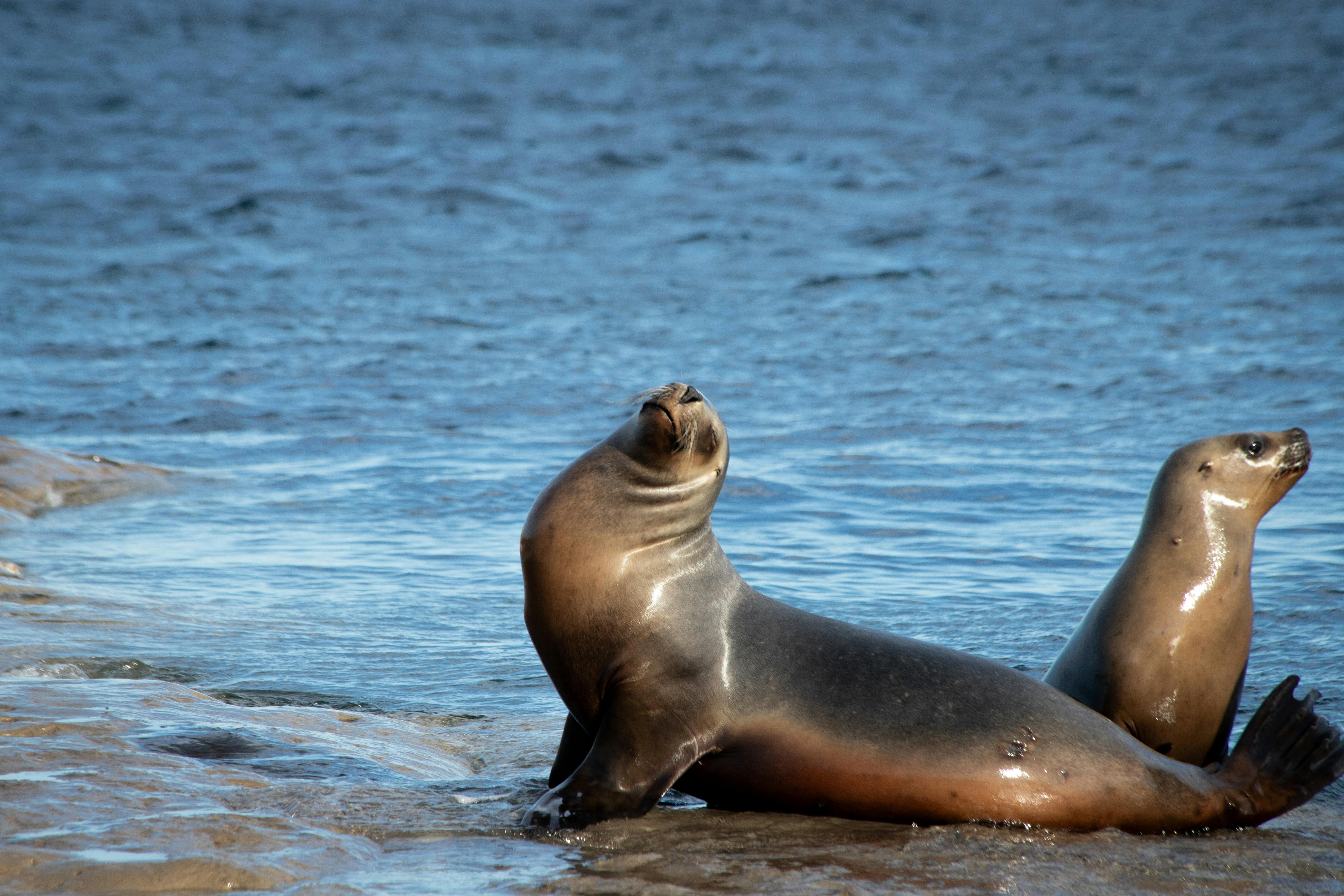 En este paraíso de la Patagonia podrás ver ballenas de cerca, caminar entre pingüinos y relajarte frente al mar en un entorno natural inigualable