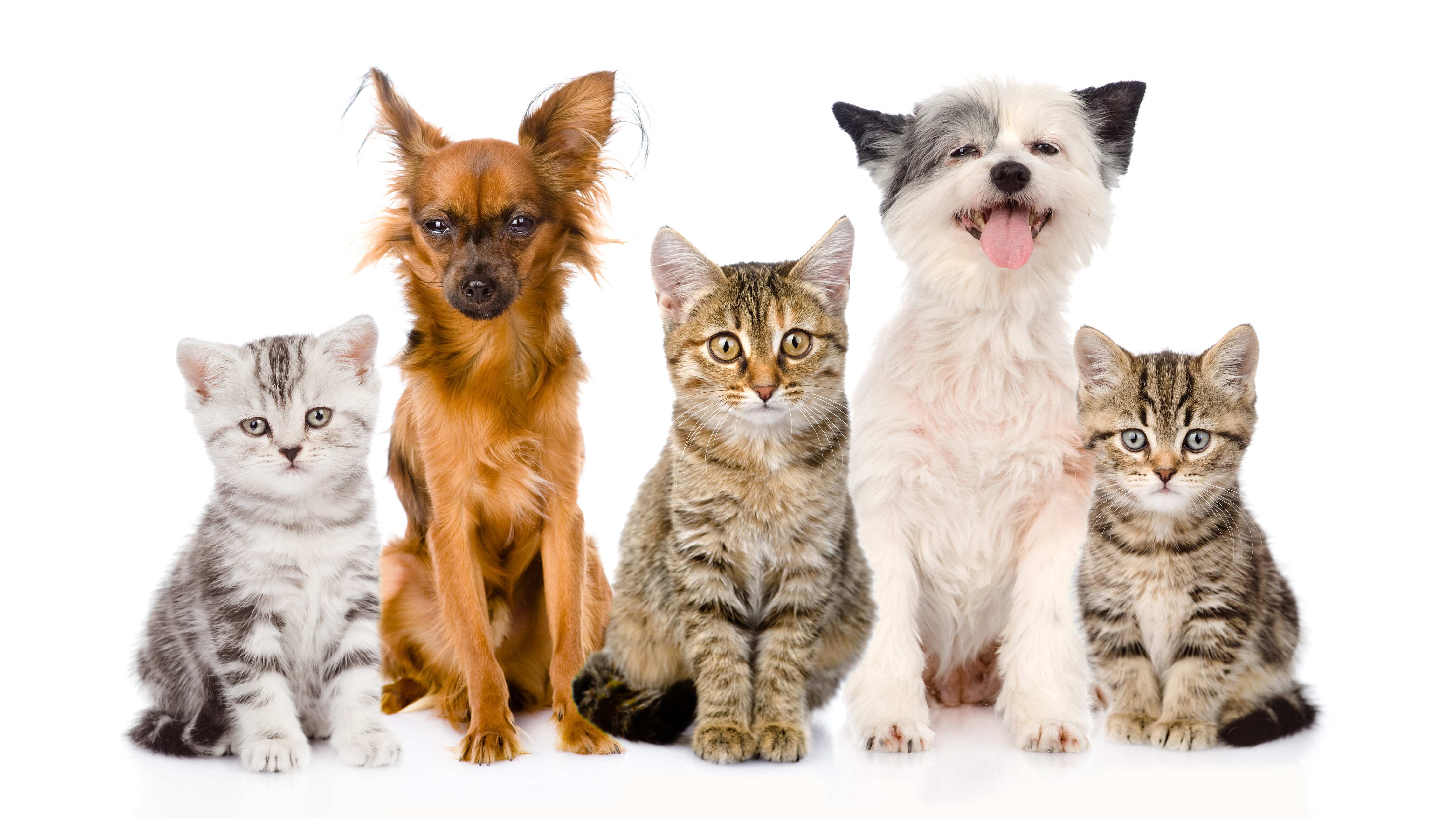 Perritos y gatitos no tendrán problema para habitar condominios junto con sus propietarios.