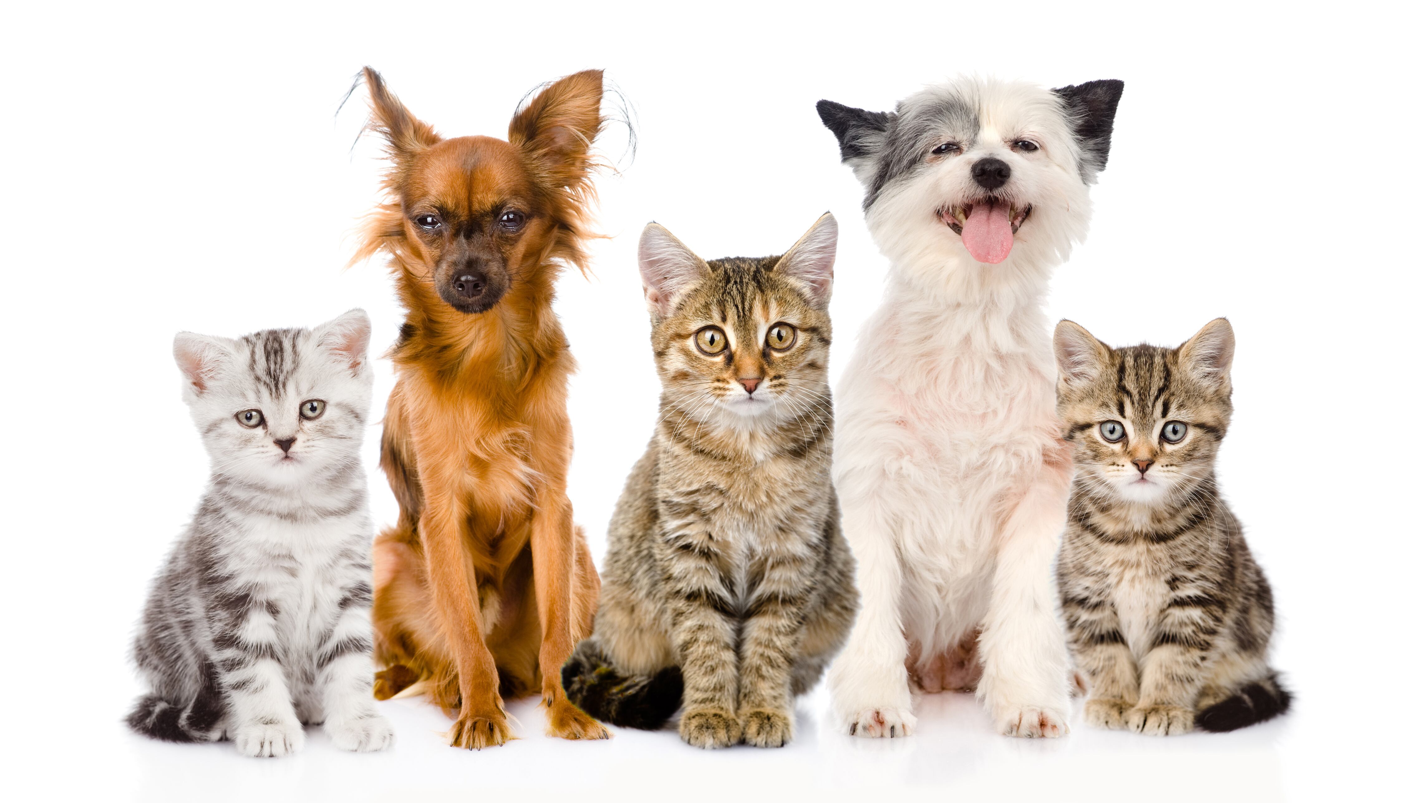 Perritos y gatitos no tendrán problema para habitar condominios junto con sus propietarios.