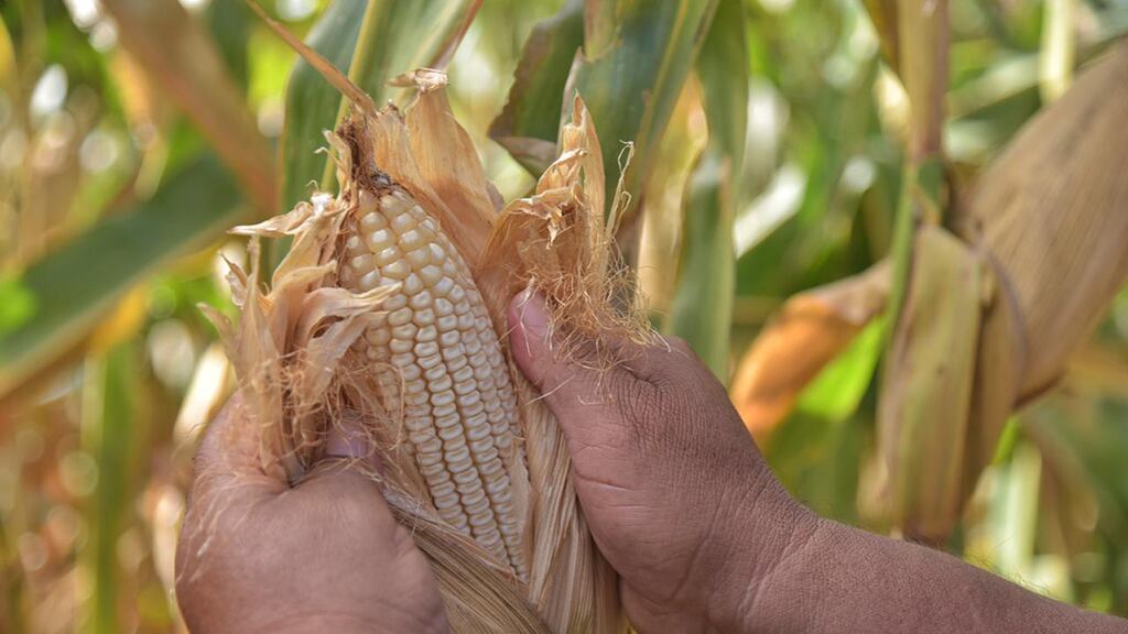 Campesinos están enfrentando problemas en la compra de fertilizantes, ya que los productos químicos son de importación.