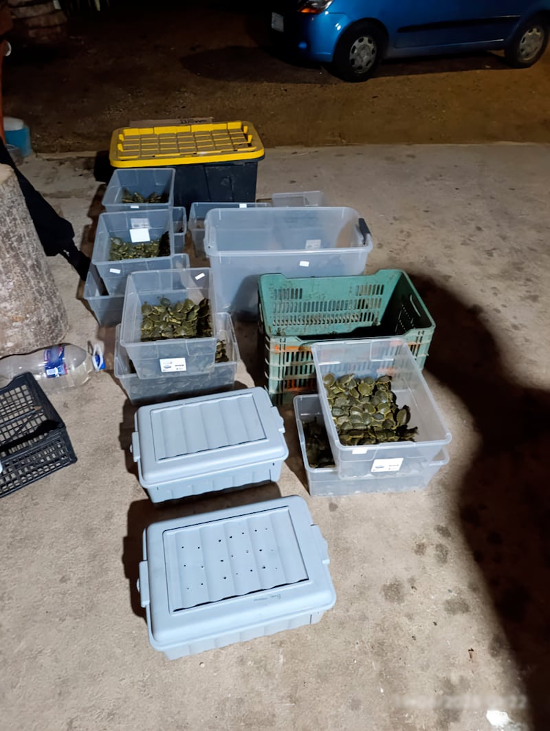 Tráfico de especies: detienen a hombre con más de 3 mil tortugas en Chiapas