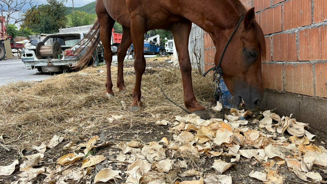 Habitantes de la colonia Cerro de la Campana en el municipio de Monterrey solicitaron la intervención de las autoridades para rescatar a un caballo