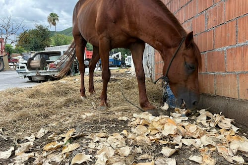 Vecinos piden rescate de caballo abandonado en Cerro de la Campana