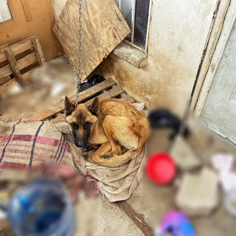 Tenían un cuadro de desnutrición severa. (Centro de Atención Animal Municipal de El Marqués)