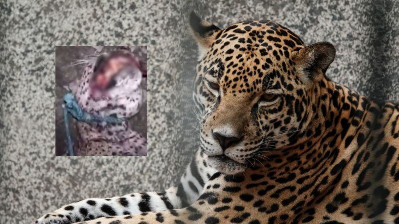 Denuncian a hombre por matar a jaguar en Ciudad Valles, San Luis Potosí