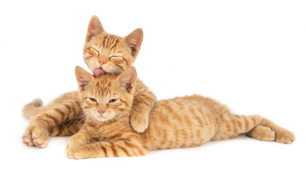 Productos Nature´s Miracle