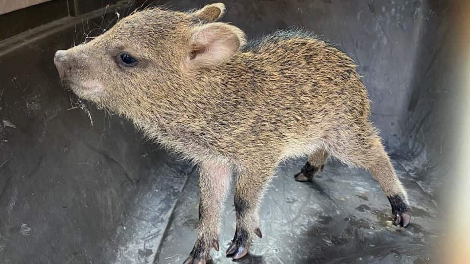 Un pecarí tan joven depende profundamente de su núcleo familiar.