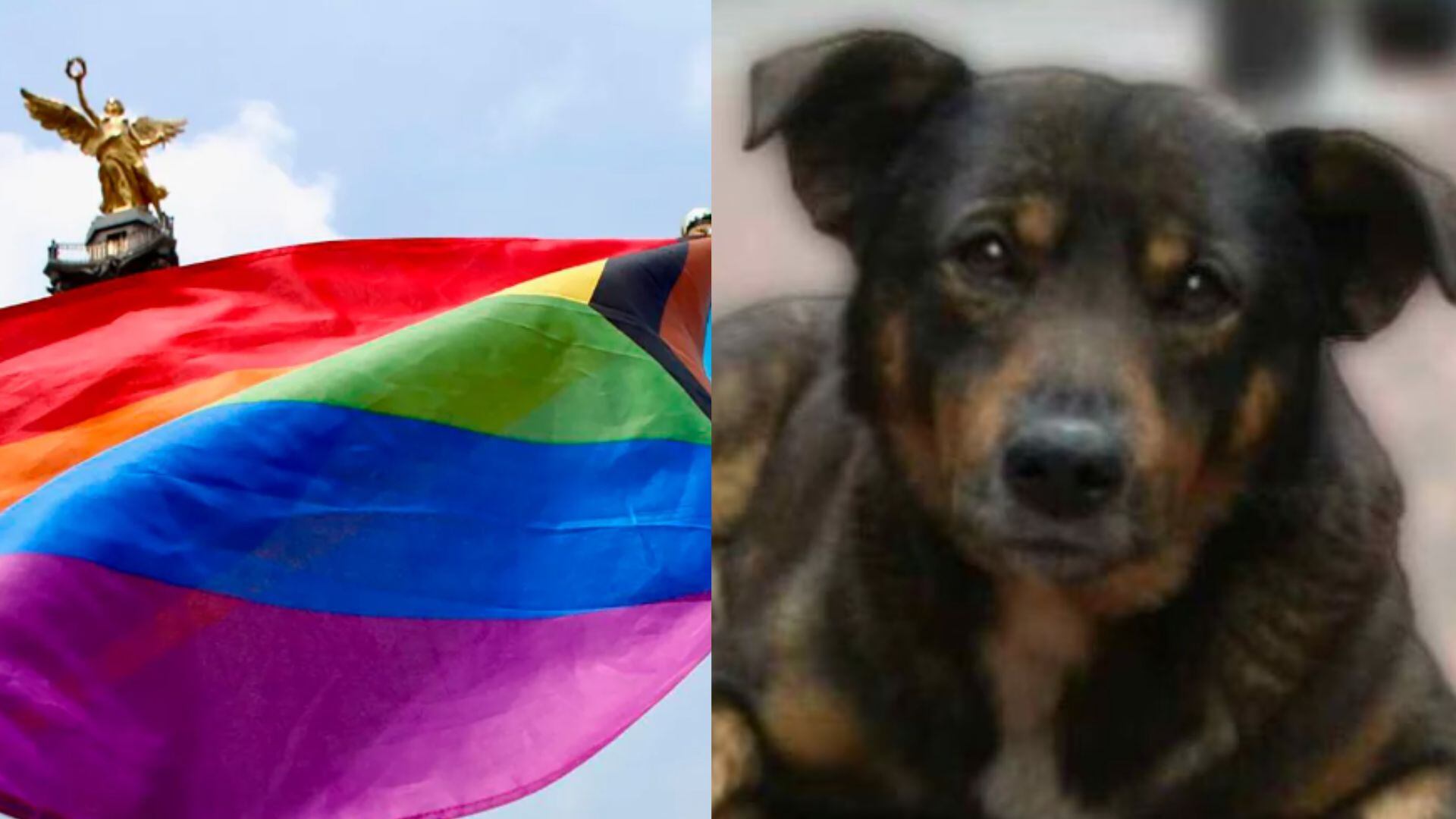 Marcha del Orgullo LGBTTTIQ+ / Marcha Ciudadana por los derechos de los animales