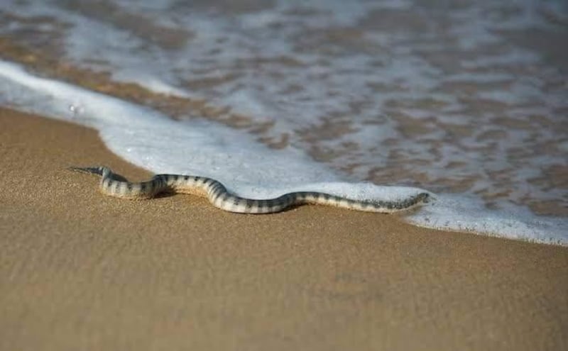 Las morenas no son especies venenosas, pero su mordida puede ser dolorosa.