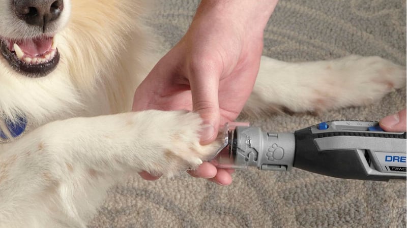 Cortar uñas mascota