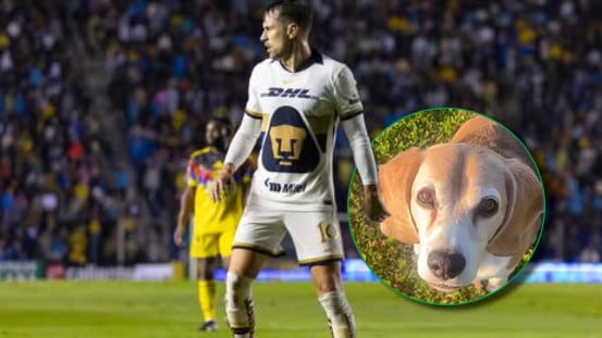 Tras la pérdida de su mascota su paso por méxico se trastocó.