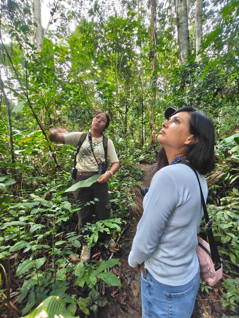 Desde Lima hasta Puerto Maldonado, te contamos cómo vivir una experiencia inmersiva en la selva amazónica. Hospedaje, gastronomía local y los mejores tours para explorar ríos, lagos y canopy en uno de los destinos más biodiversos del mundo