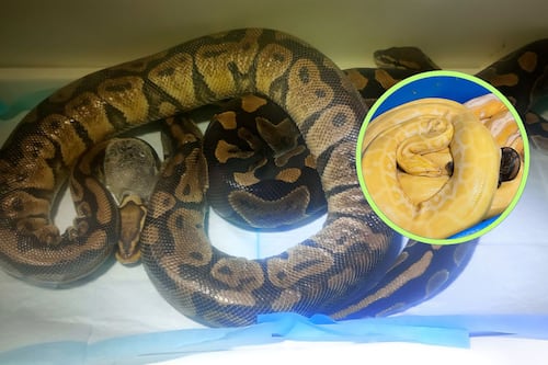 Pulmonía y lesiones por golpes: alarmante el estado de salud de las serpientes rescatadas en Morelos