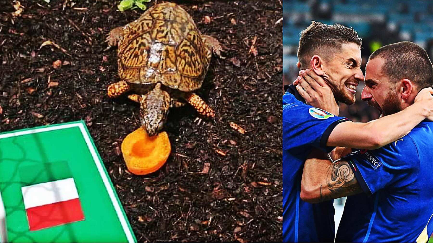 Tortuga Sigmund | Getty Images y especial