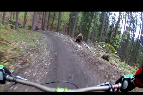 Intrépido oso se “ejercita” con ciclistas en parque de Eslovenia