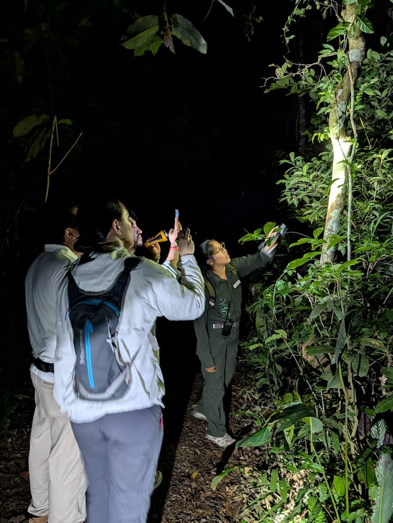 Te contamos cómo vivir una experiencia inmersiva en la selva amazónica. Hospedaje, gastronomía local y los mejores tours para explorar uno de los destinos más biodiversos del mundo