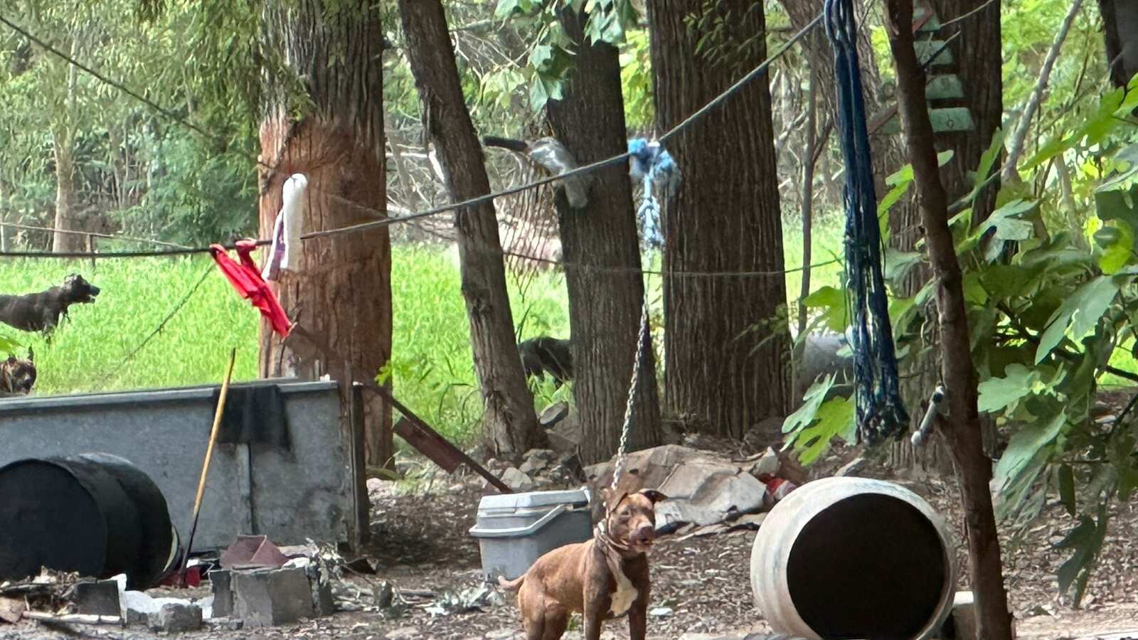 Los animales fueron llevados a un hogar temporal donde se les proporcionará alimentación y cuidados médicos.