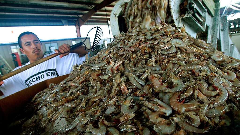Diputados critican el tráfico ilegal de camarones procedentes de Ecuador.