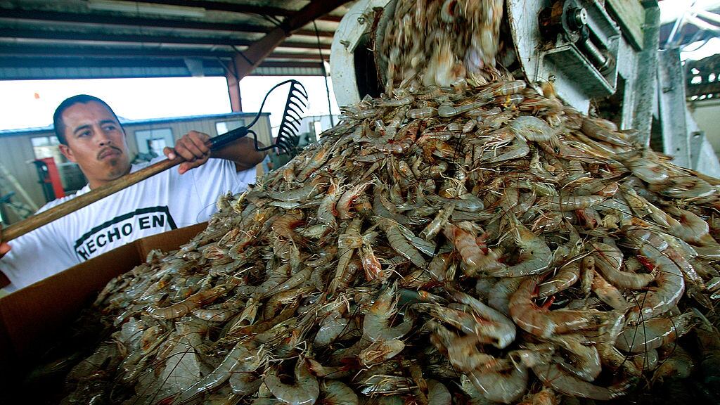 Diputados critican el tráfico ilegal de camarones procedentes de Ecuador.