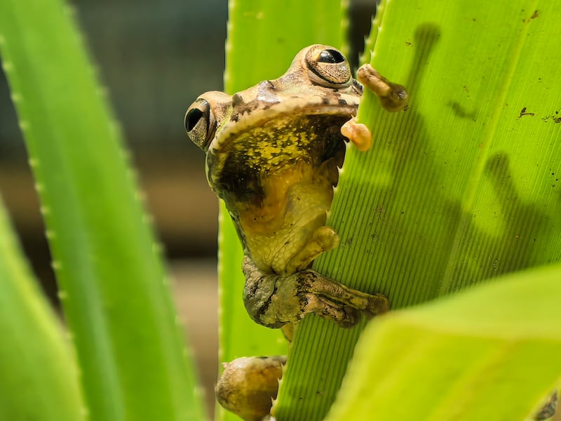 El fotógrafo mexicano Antonio Pastrana te explica cómo lograr fotos espectaculares con el nuevo Huawei Pura 80 Ultra: zoom óptico, macro sin acercarte, y el poder de la Inteligencia Artificial