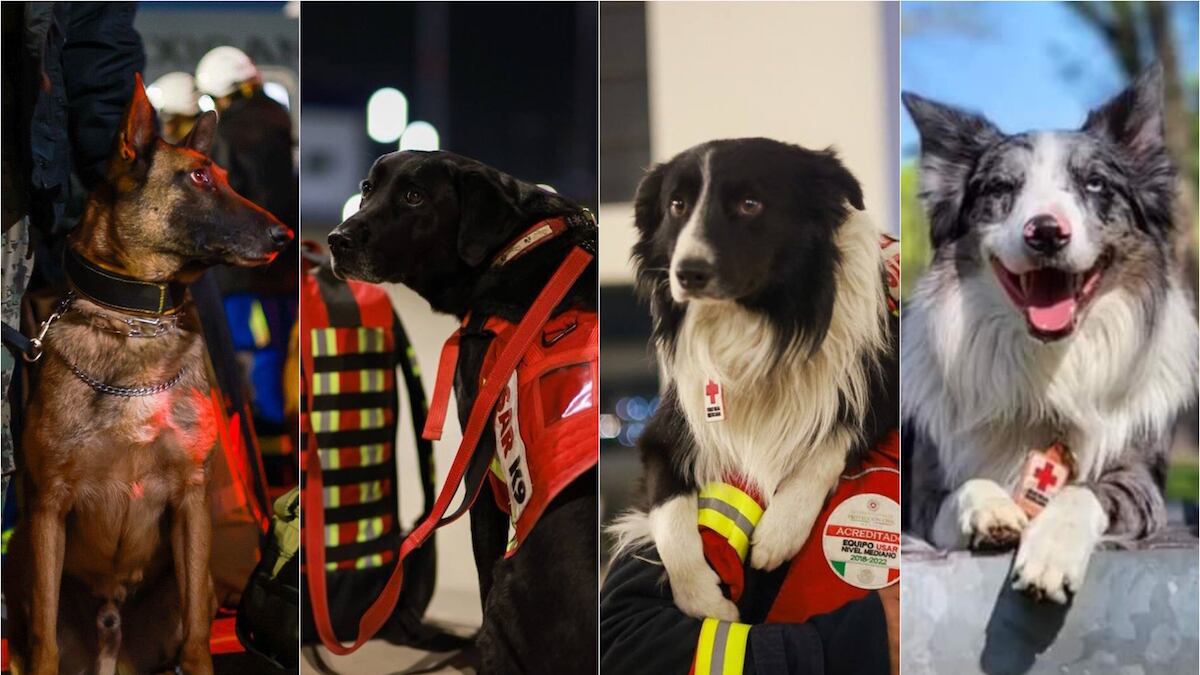 Los caninos se dirigen para apoyar en las labores de rescate. (Gobierno de México/Cruz Roja)