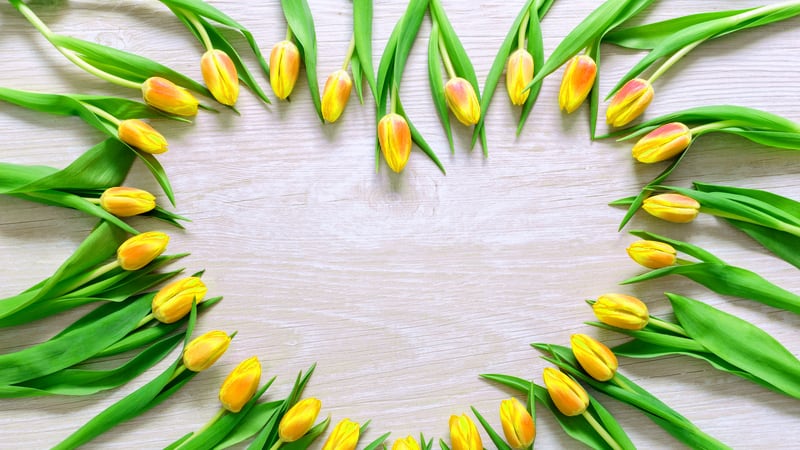 Primavera: ¿Por qué en México se regalan flores amarillas este 21 de marzo?