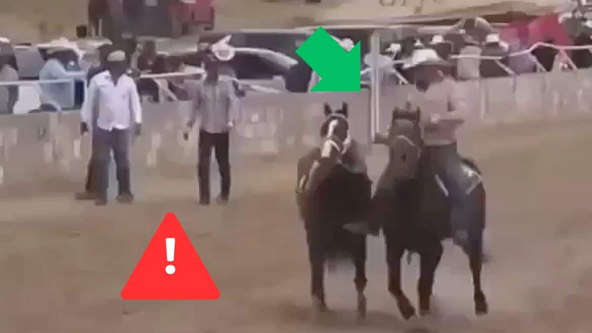 Video Masacre en carrera de caballos: Balacera entre Los Salgueiro y La Línea deja varios muertos y heridos en Parral