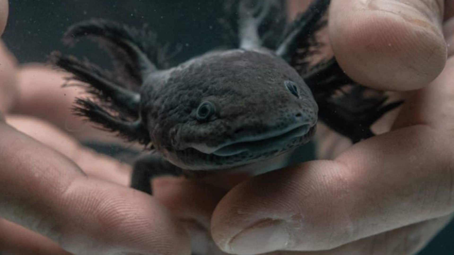 Actualmente, existen 40 chinampas-refugio que corresponden a poco más de 5 kilómetros lineales de canales rehabilitados.