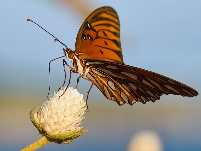 Este dispositivo llegará a México, en diciembre, con tecnología avanzada en fotografía móvil profesional