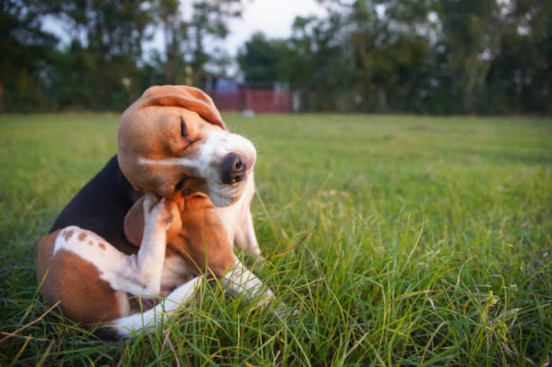 perro con prurito o comezón