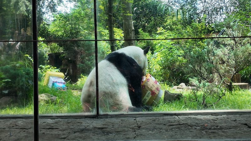 Video Xin Xin: Chapultepec celebra el cumpleaños 35 de la panda gigante más querida de México