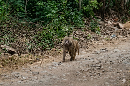 Advierten sobre presencia de un babuino en el área de La Boca en Santiago; es un animal peligroso