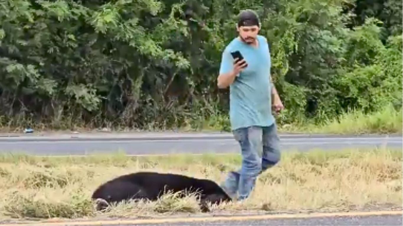 Oso muere arrollado en la Carretera Nacional