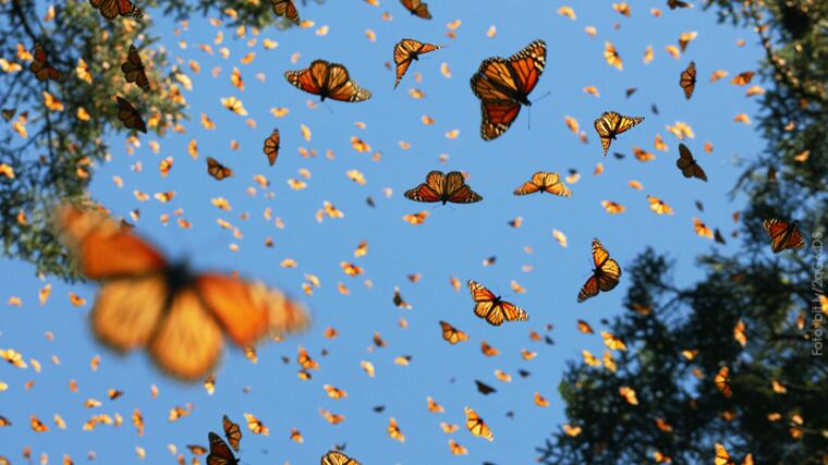 Las mariposas monarca realizan un extenso viaje desde el norte del continente hasta los bosques de Michoacán y el Estado de México.
