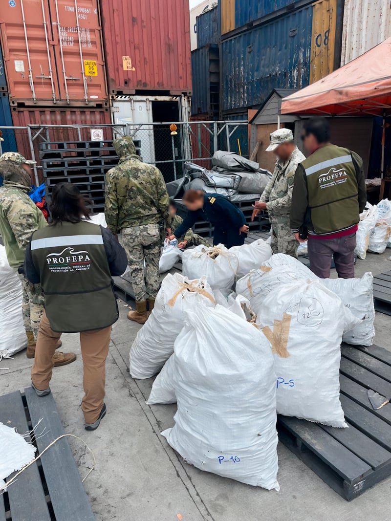 Aseguran aletas de tiburón en Ensenada que serían enviadas a Shanghai, China