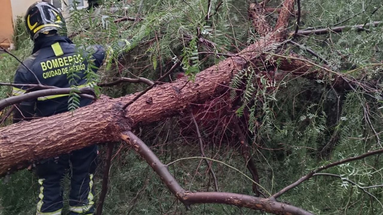 Caída de árbol sobre casa tras lluvias en CDMX provoca cierre vial en Venustiano Carranza