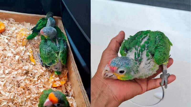 Loros y pericos son rescatados en mercado de Oaxaca
