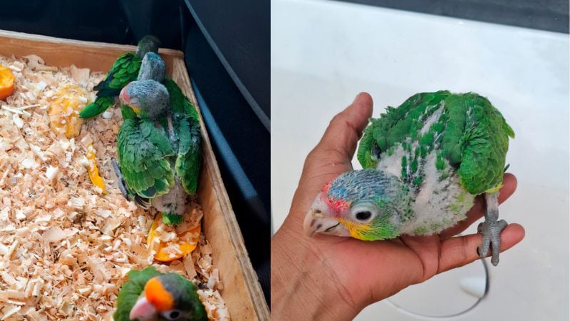 Loros y pericos son rescatados en mercado de Oaxaca
