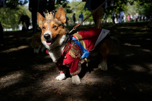 Perros corgi desfilan en honor de la reina Isabel II, frente al Palacio de Buckingham