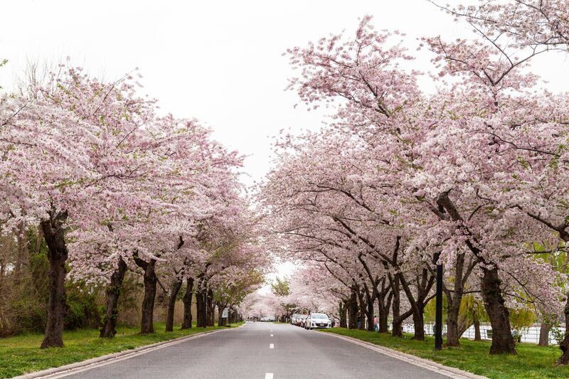 La primavera en Washington, DC, es sinónimo de cerezos en flor. Te contamos todo sobre el Festival, los eventos más destacados y los mejores consejos para capturar la foto perfecta de la floración máxima