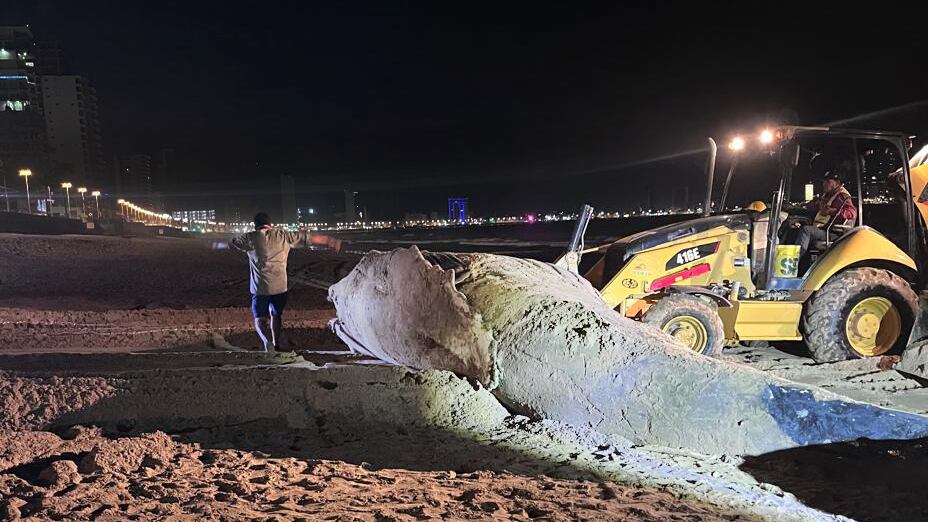 Ballena muerta en Zona Dorada de Mazatlán fue enterrada