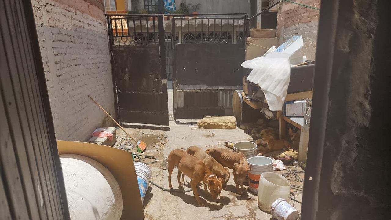 Se disparan multas contra maltratadores de animales y les cobran más de 20 mil pesos.