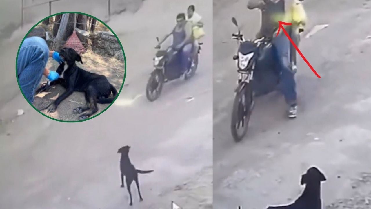 Hombre balea a perro en Jalisco