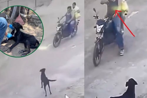 Video impactante: Sujeto dispara a perrito y se da a la fuga; así se recupera el canino