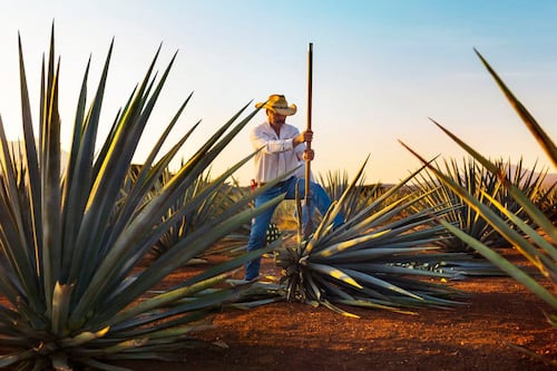 Los “100 Imperdibles de México” llegan a Tequila en 2026; celebrarán lo mejor del turismo nacional
