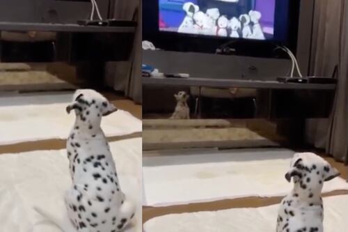 Pequeño dálmata mira atentamente “101 dálmatas” y enamora a todos