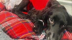 Operan con éxito a cachorra de 6 patas que fue abandonada en Reino Unido 