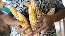 México y EU posponen discusión sobre el maíz para enero