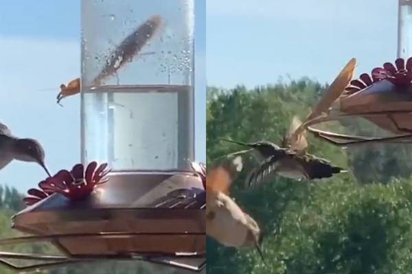 VIDEO: Mantis religiosa se come vivo a colibrí