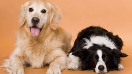 ¡Consiente a tu ‘lomito’! Este 21 de julio se celebra el Día Internacional del Perro